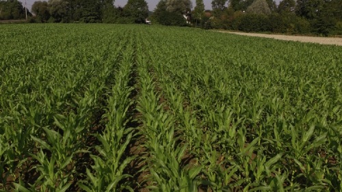 AEROSEM PCS DUPLEX SEED 