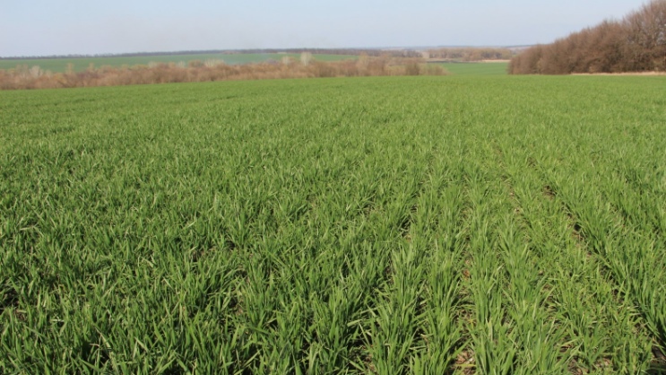 Високі врожаї озимої пшениці