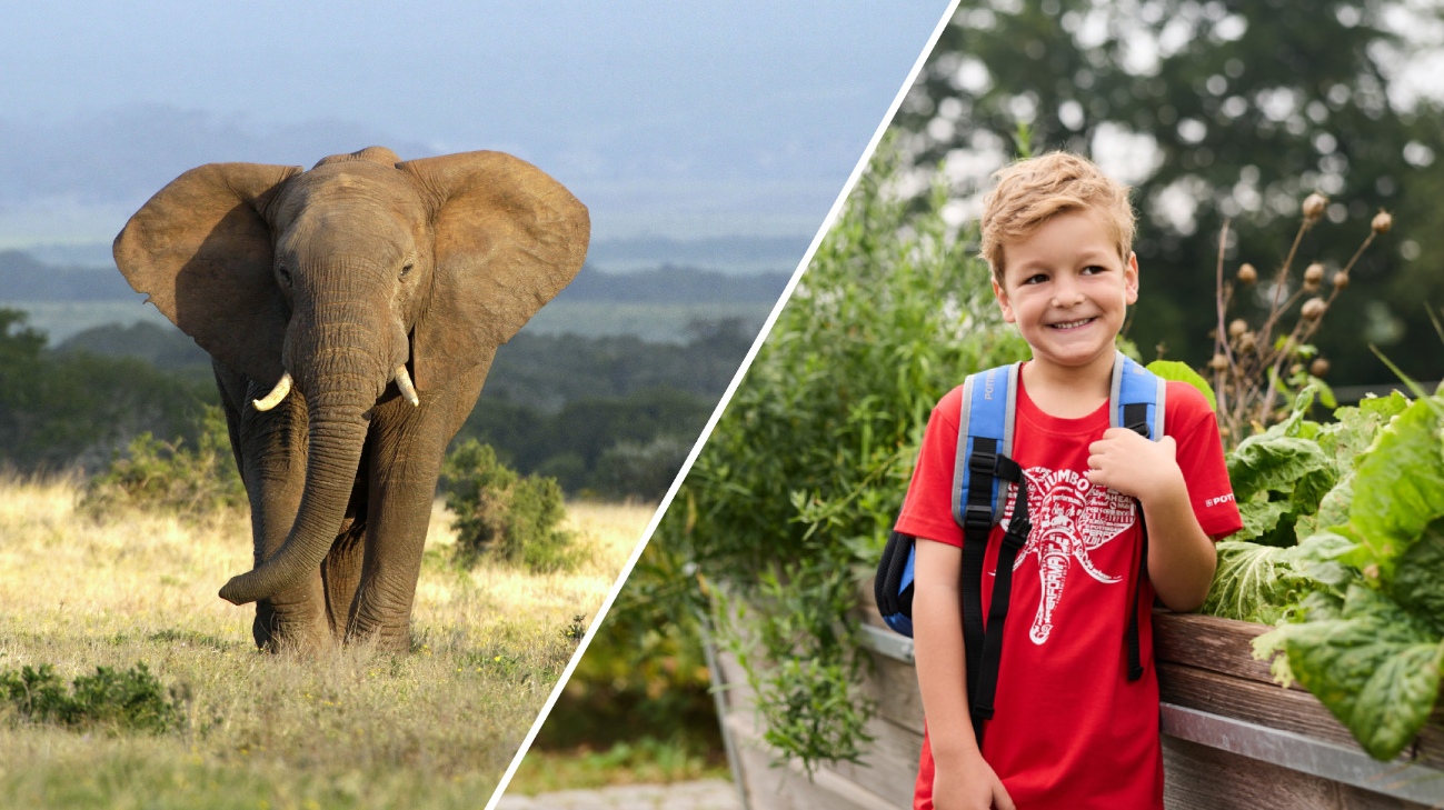 Tag des Elefanten 2026 – JUMBO Merchandise Collection