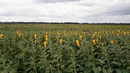 Суцiльний посiв соняшника