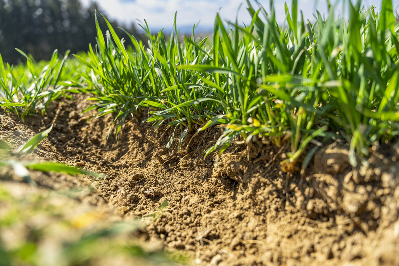 Der beste Boden Der beste Boden